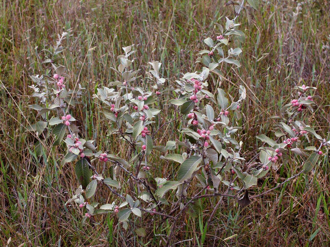 Image de Sabicea brasiliensis Wernham