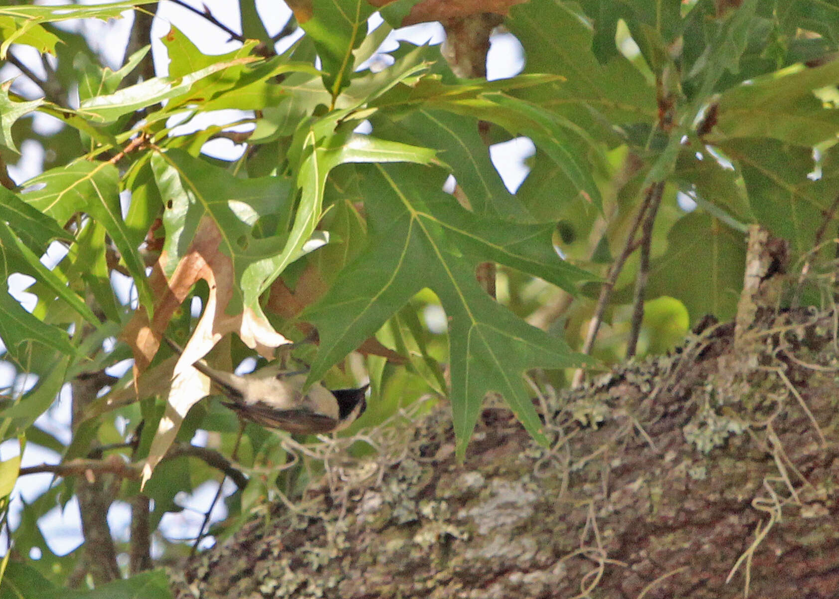 Image of Carolina Chickadee