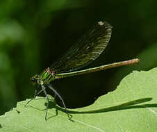 Image of Western Demoiselle