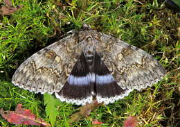 Слика од Catocala fraxini Linnaeus 1758