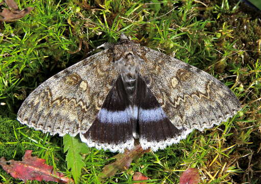 Image of clifden nonpareil