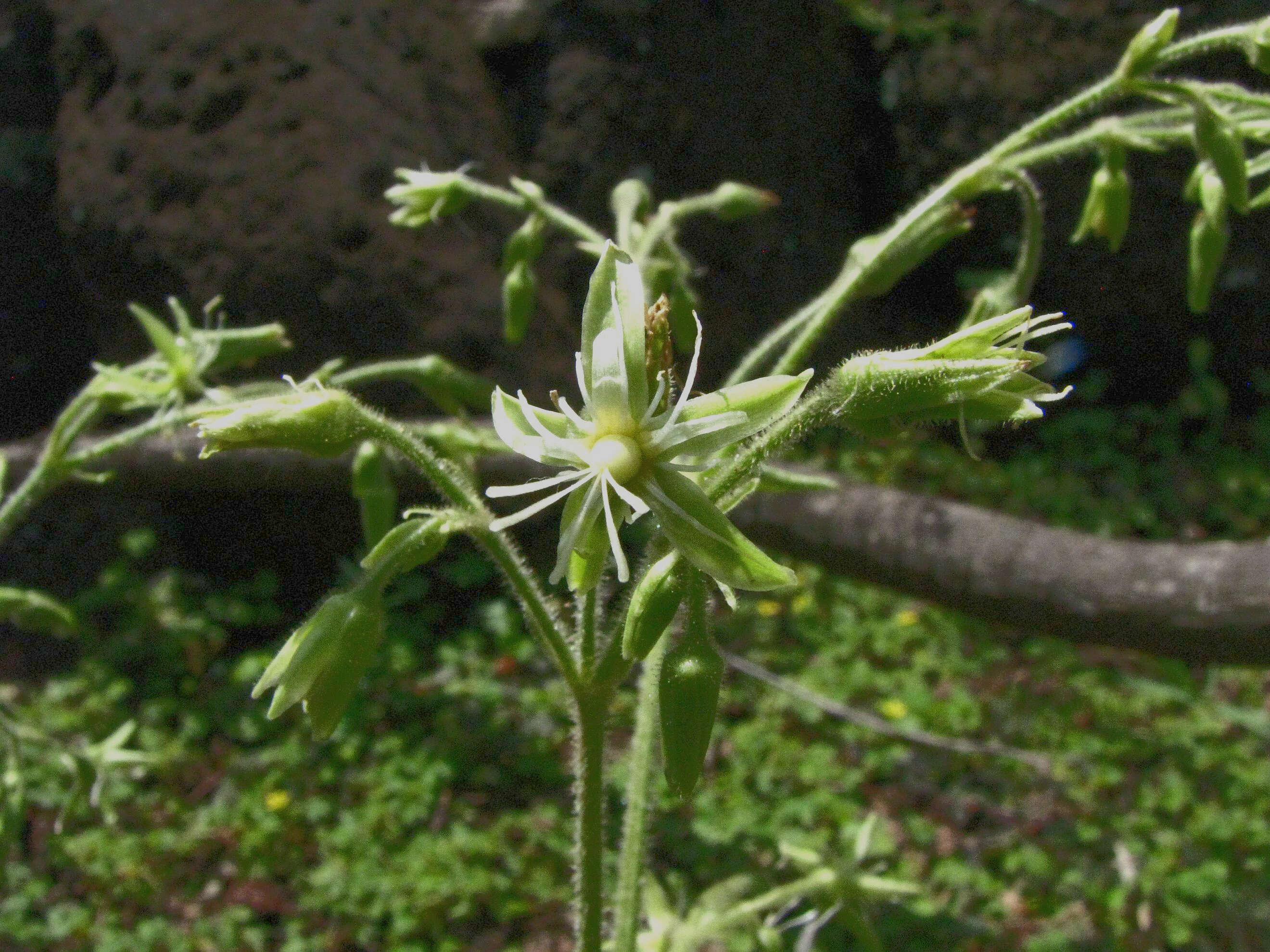 صورة Schiedea verticillata Forest Brown