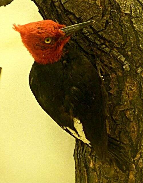 Image of Magellanic Woodpecker