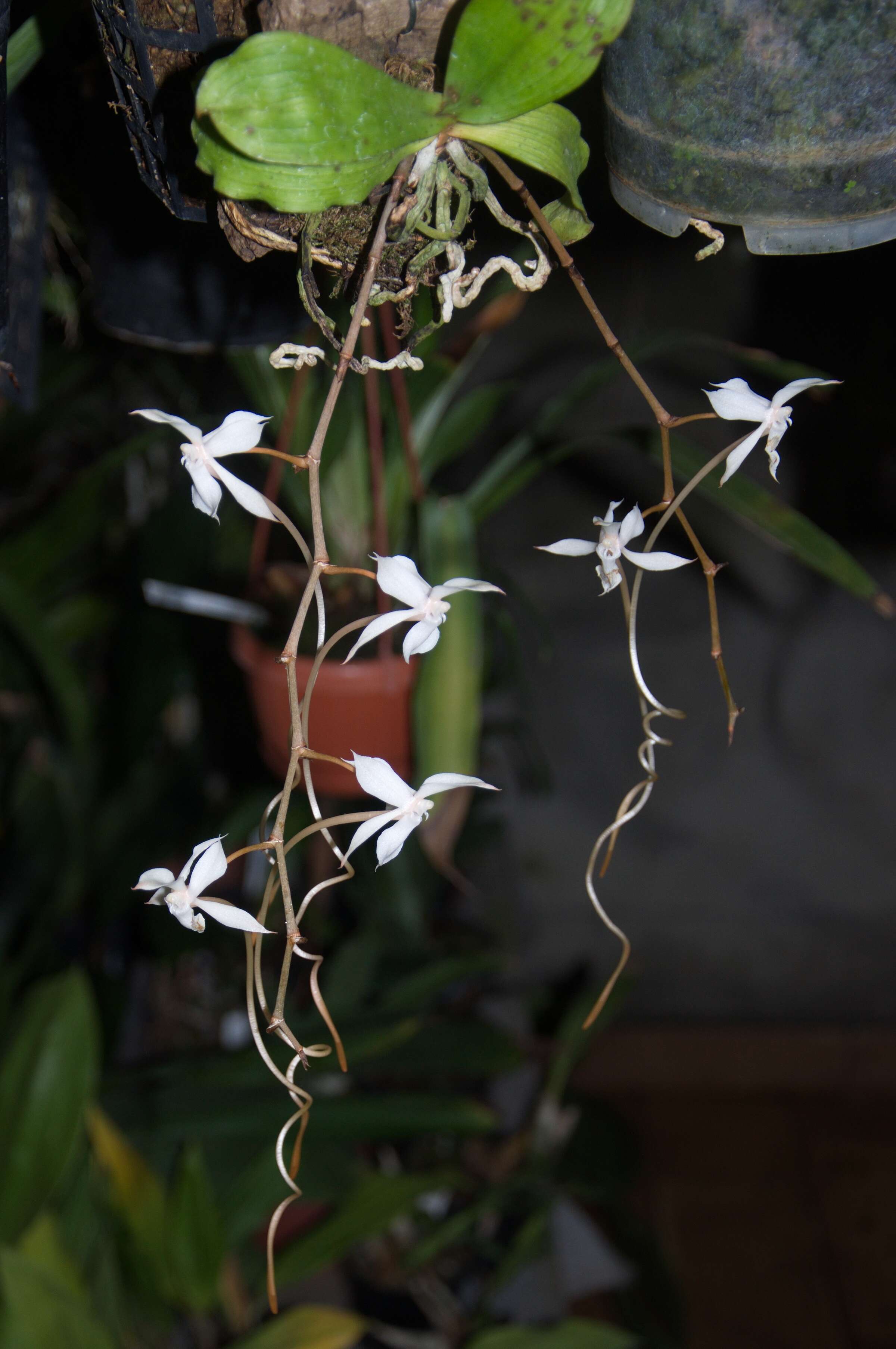 Aerangis kotschyana (Rchb. fil.) Schltr.的圖片