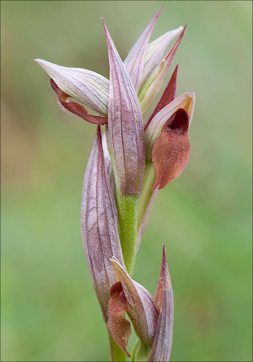 Image of Small-flowered serapias