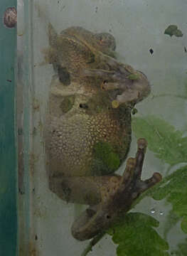 صورة Gastrotheca litonedis Duellman & Hillis 1987