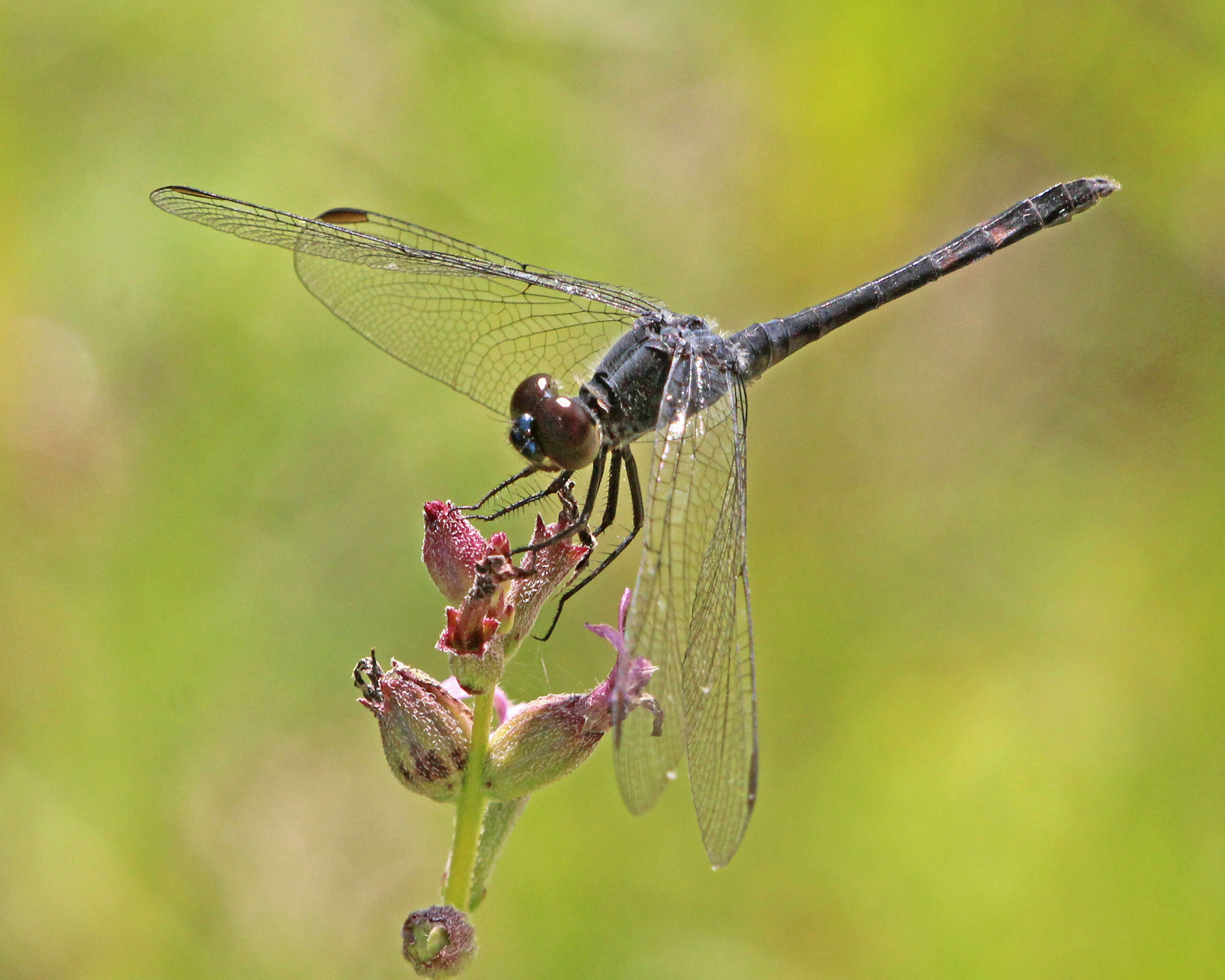 Image of Seaside Dragonlet