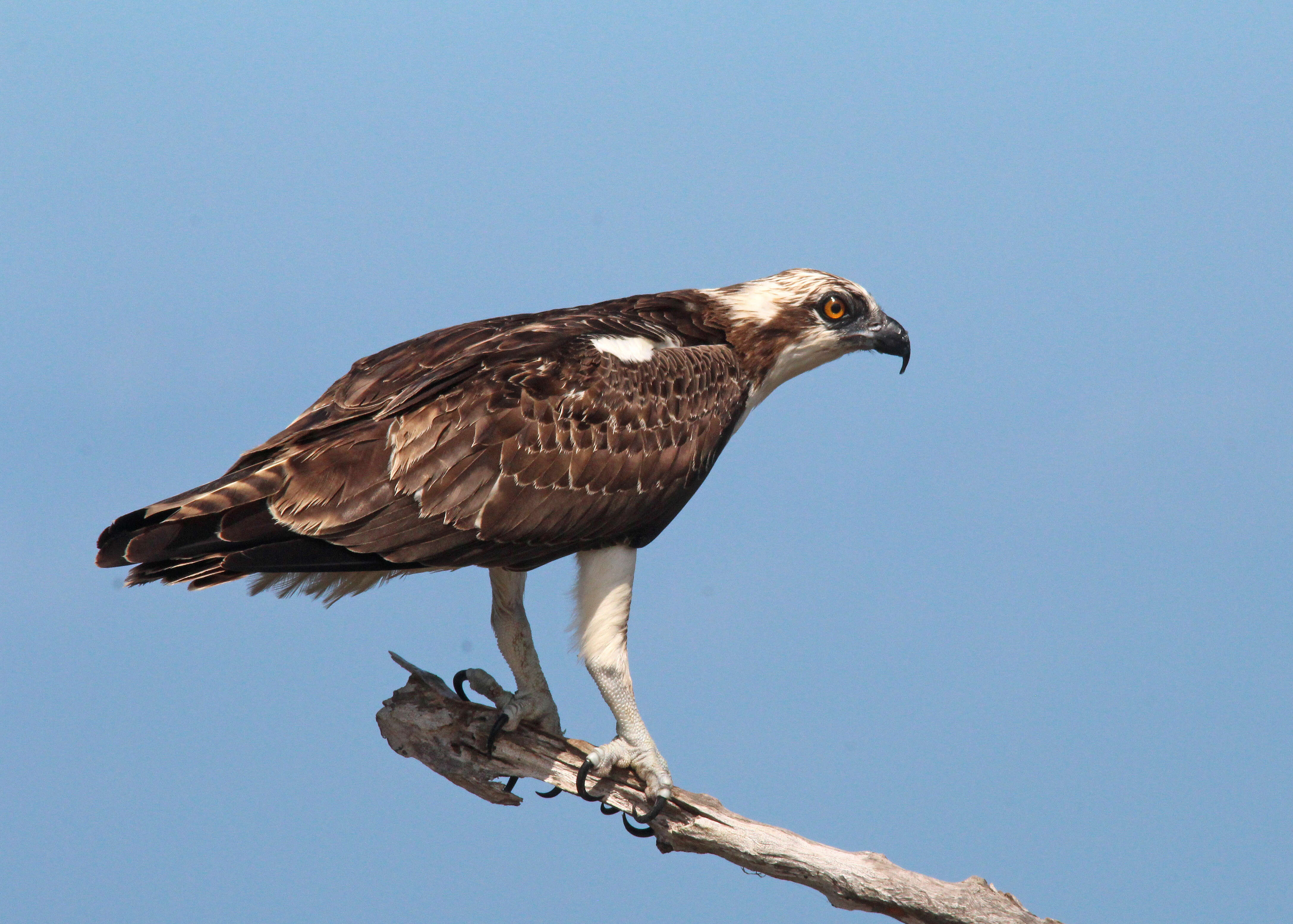 Image of ospreys