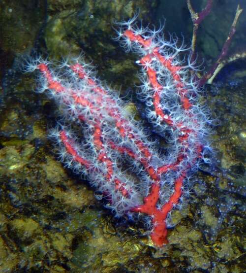 Image of Red coral