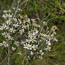 Olearia rosmarinifolia (DC.) Benth. resmi