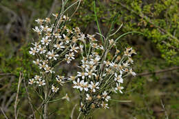 Olearia rosmarinifolia (DC.) Benth. resmi