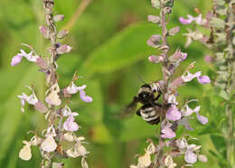 Image of American Bumblebee