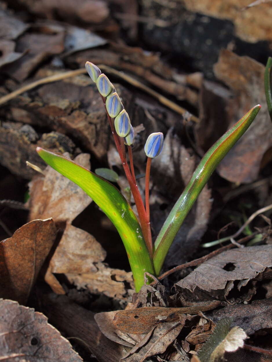 Image of Scilla vindobonensis Speta