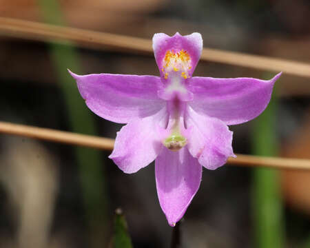 Image of Many-flowered grass-pink orchid