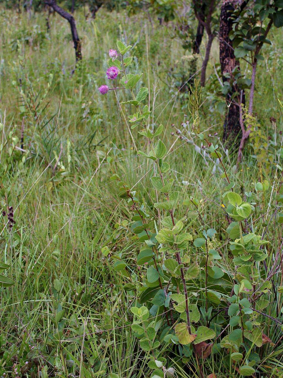 Image of Lippia lupulina Cham.