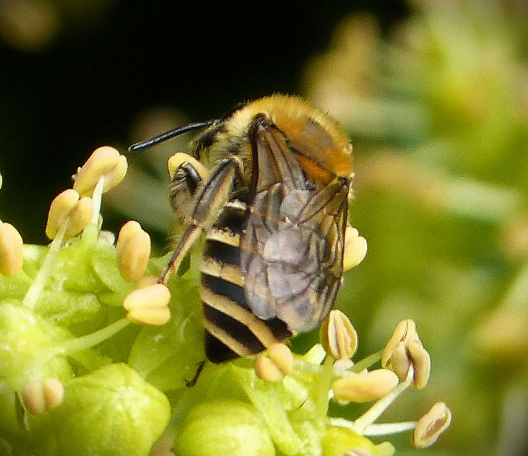 Image of Colletes hederae Schmidt & Westrich 1993