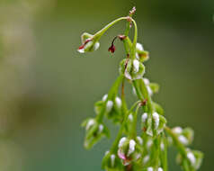 Rumex verticillatus L. resmi