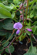 Desmodium molliculum (Kunth) DC. resmi