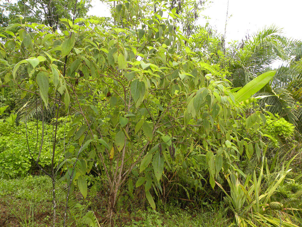 Image of Clidemia capitellata (Bonpl.) D. Don