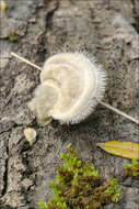 Image of Trametes hirsuta (Wulfen) Lloyd 1924