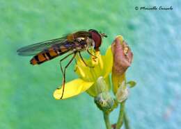 Image of Marmalade hoverfly