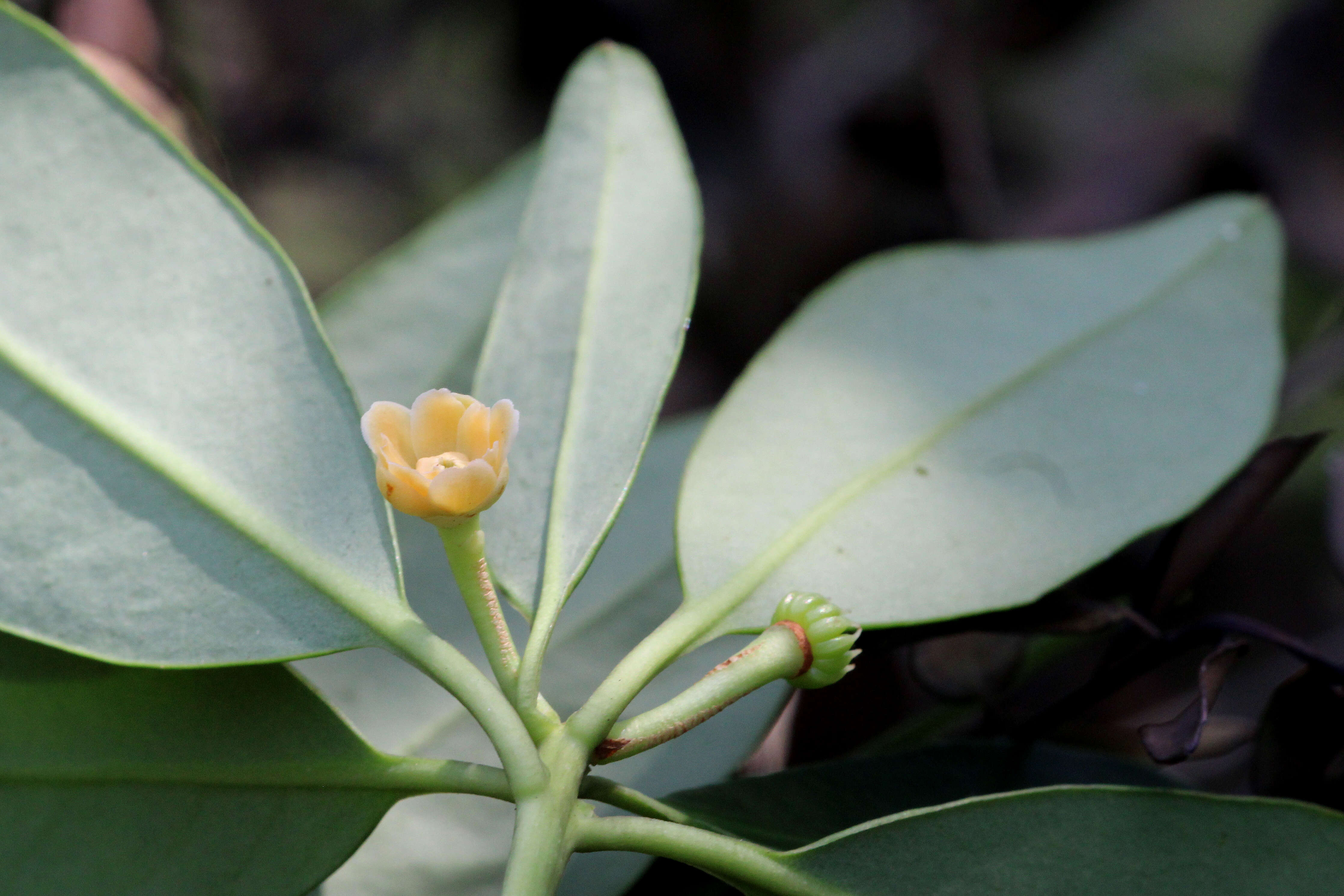 Image de Illicium parviflorum Michx.