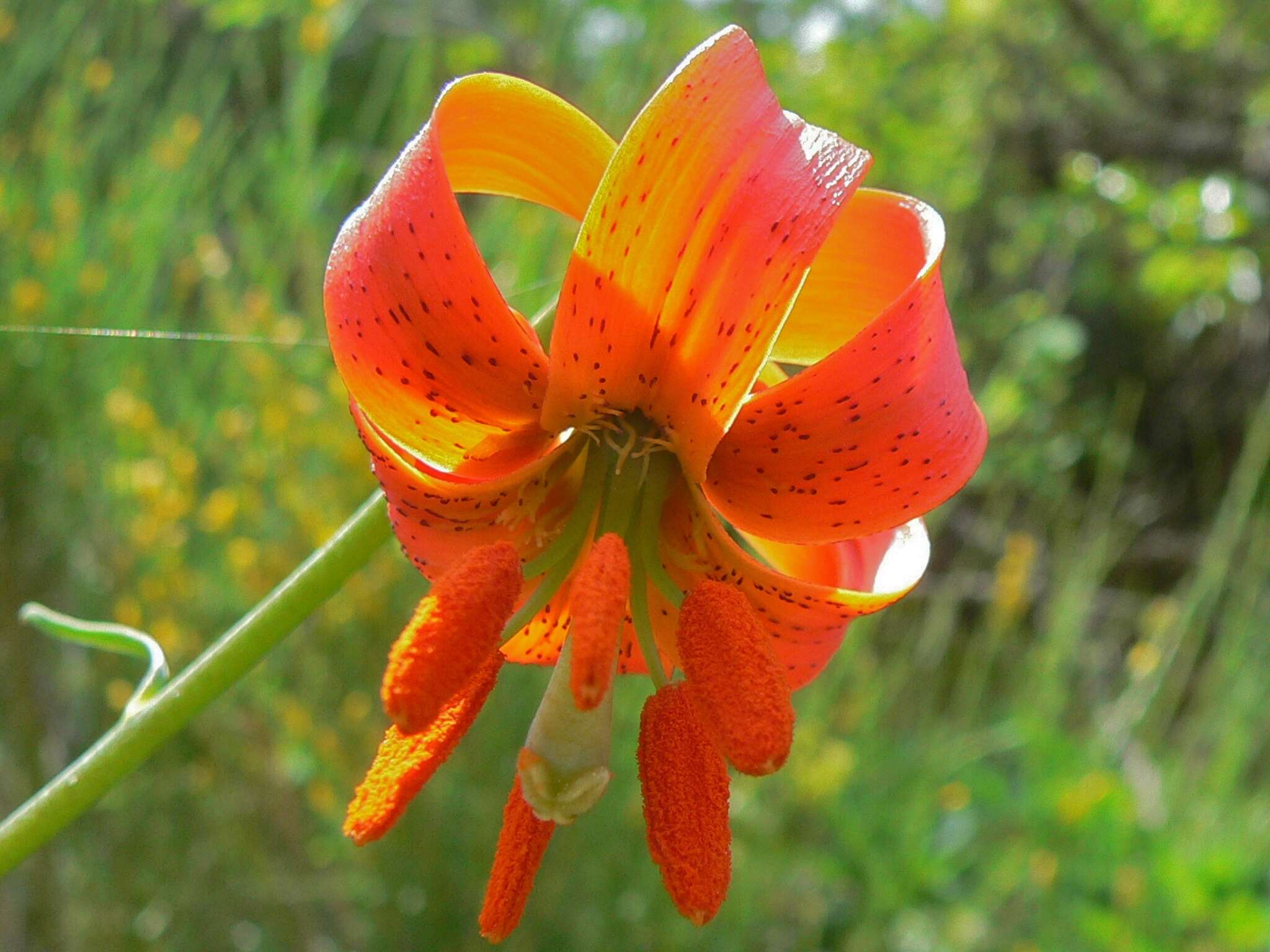 Lilium pomponium L. resmi