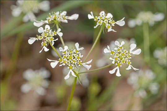 Image of Mediterranean hartwort