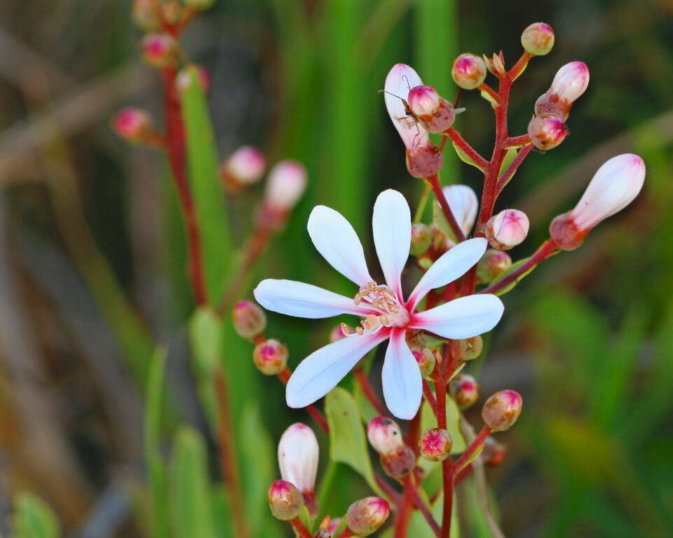 Image of flyweed