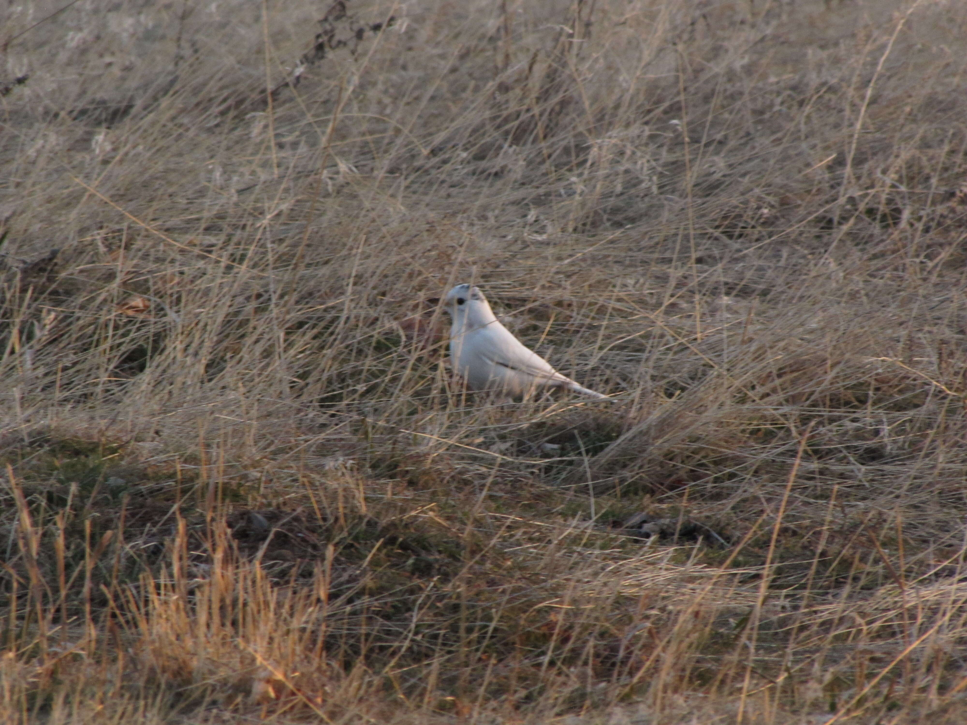 Image of American Robin