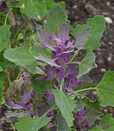 Image of Chenopodium giganteum D. Don