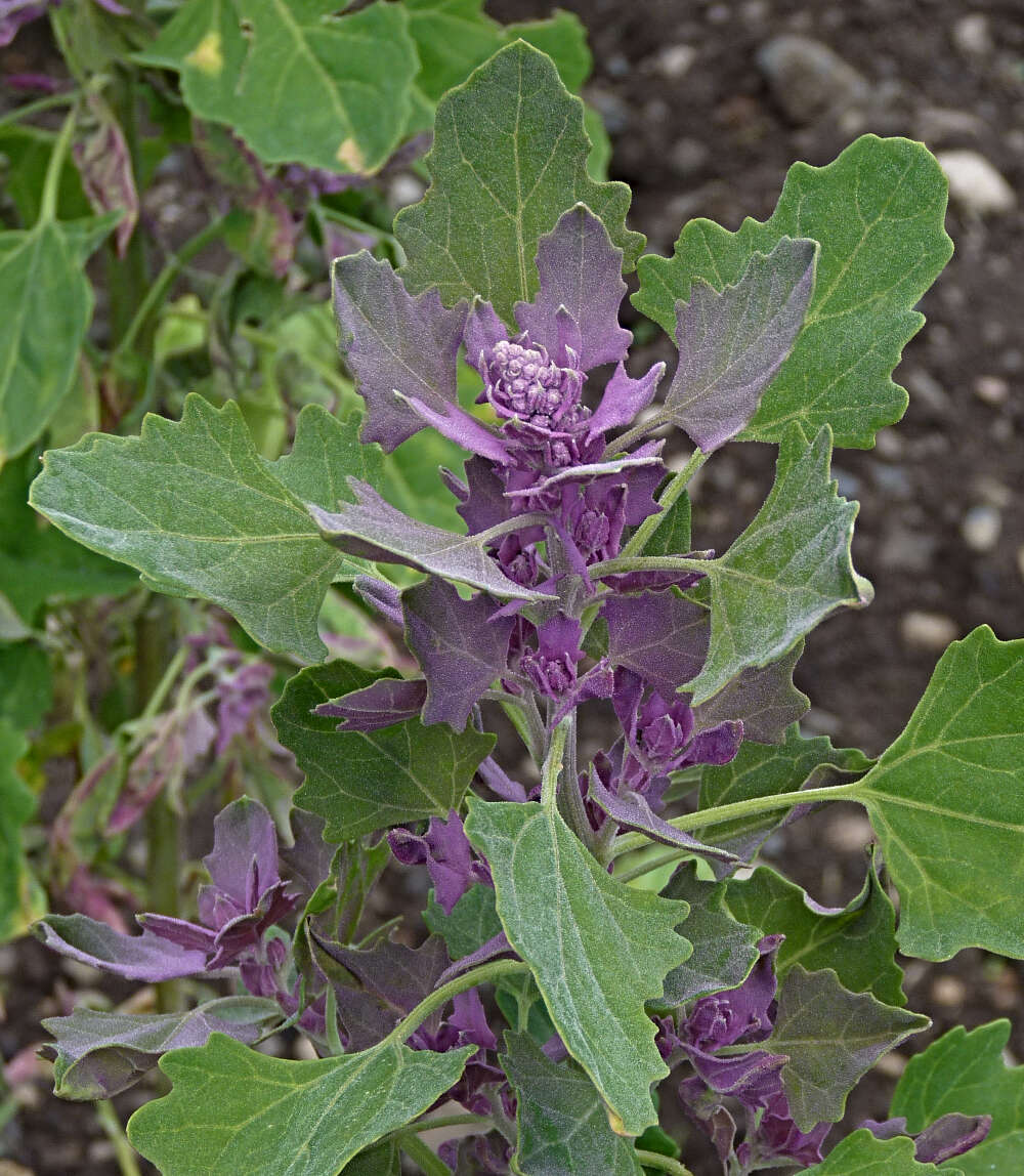 Image of Chenopodium giganteum D. Don