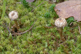 Image of Tulostoma brumale Pers. 1794