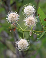 Image of common buttonbush