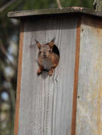 Image of Eurasian red squirrel