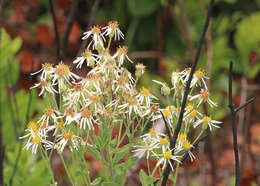 Image of Pine-Barren Nodding-Aster