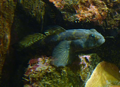 Image of Black Goby