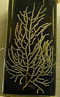 Image of yellow gorgonian