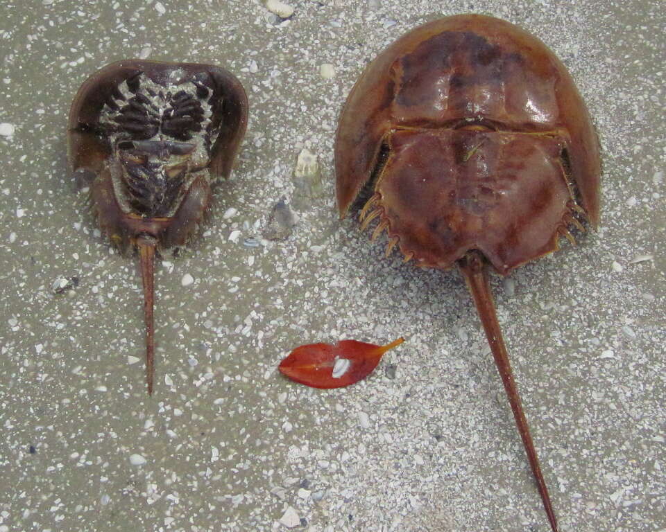 Limulus resmi