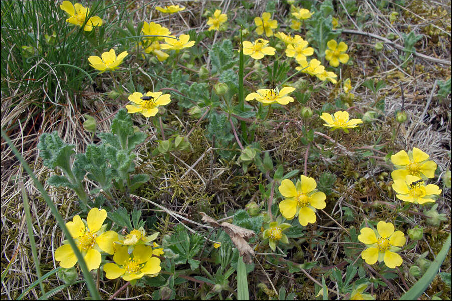 صورة Potentilla pusilla Host