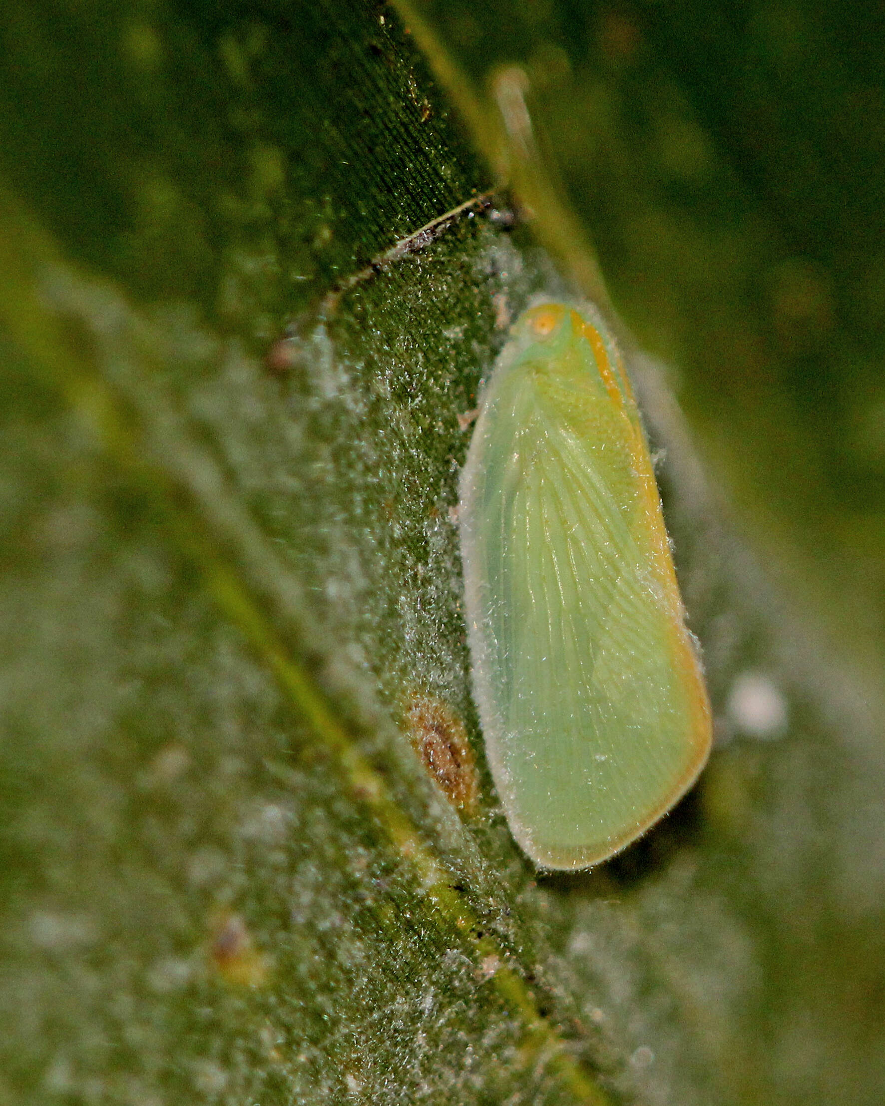 Image of Palm Flatid Planthopper