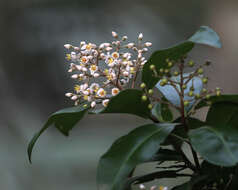 Слика од Ardisia escallonioides Schiede & Deppe ex Schltdl. & Cham.