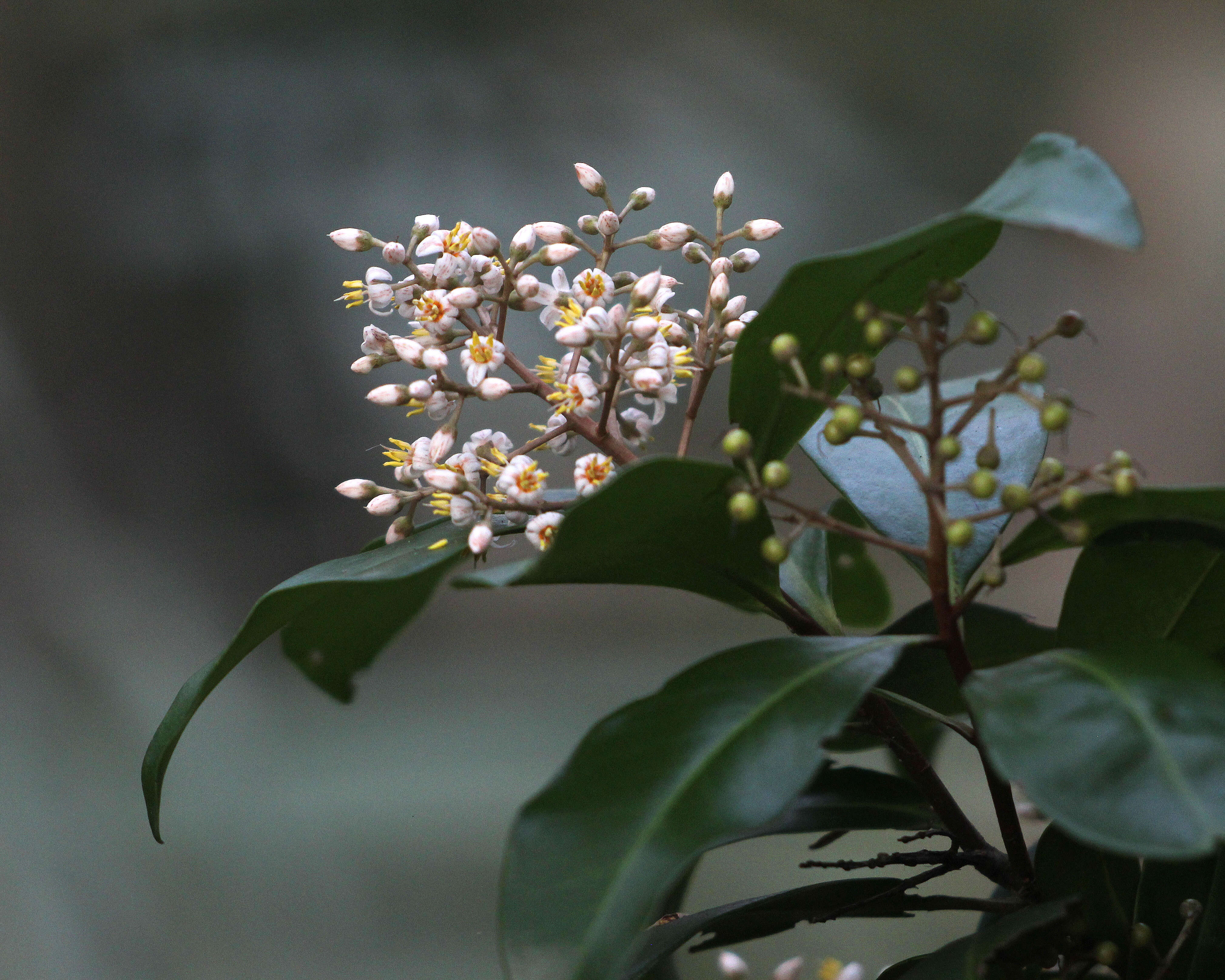 Слика од Ardisia escallonioides Schiede & Deppe ex Schltdl. & Cham.