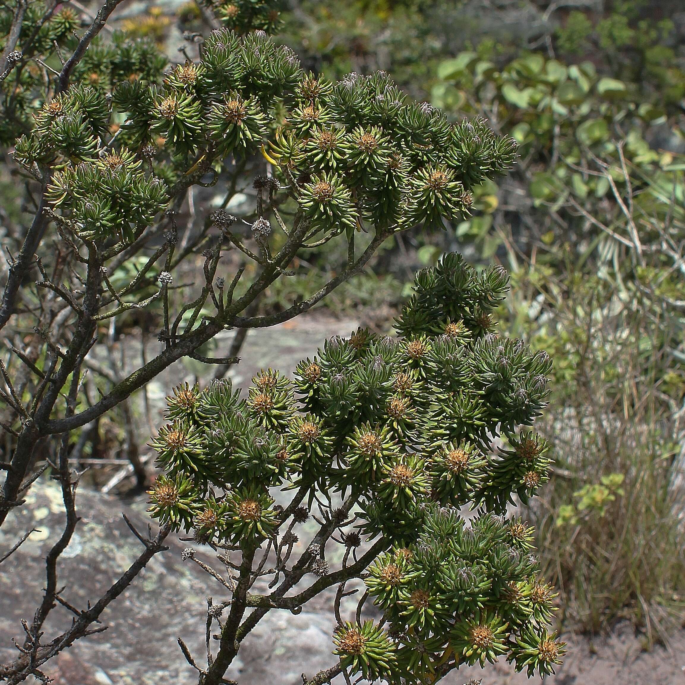 Image de Lychnophora triflora (Mattfeld) H. Rob.