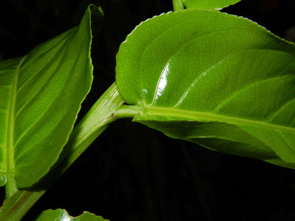 Imagem de Laetia procera (Poepp. & Endl.) Eichl.