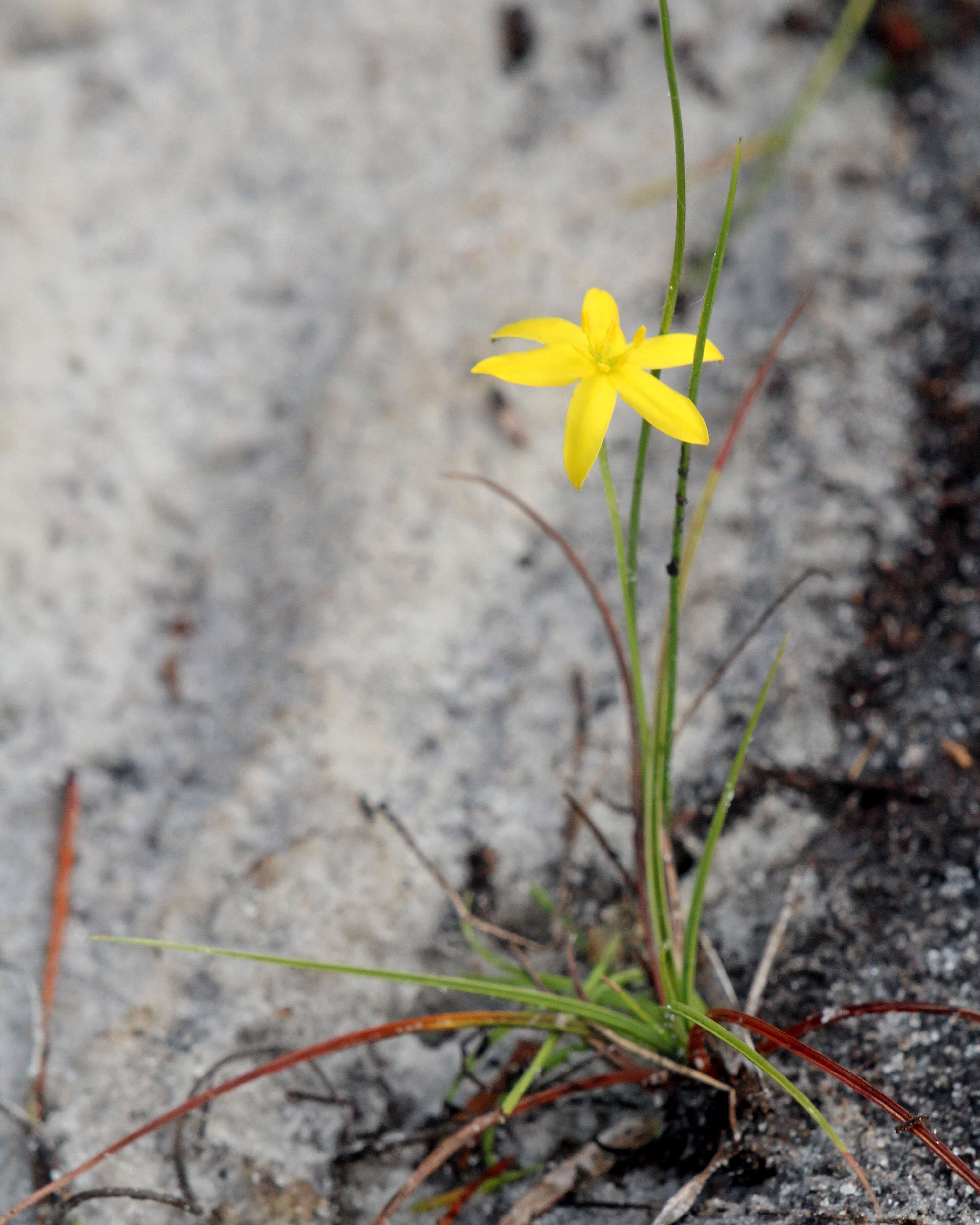 Image of fringed yellow star-grass