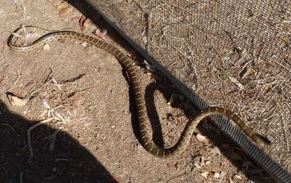 Image of Horseshoe Whip Snake