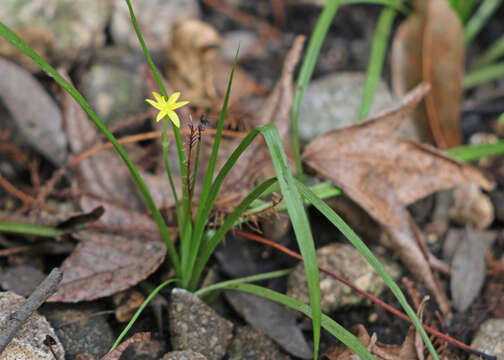 Image of common yellow stargrass