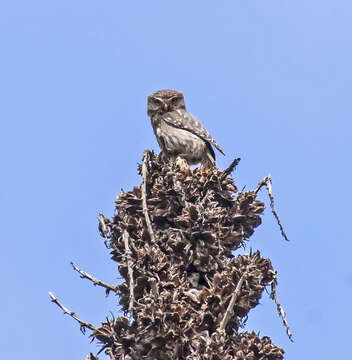 Image of Austral Pygmy Owl