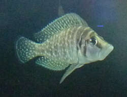 Image of Tanganyika blackfin